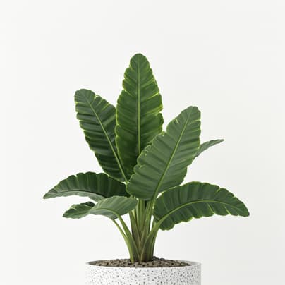 Plant recognition example